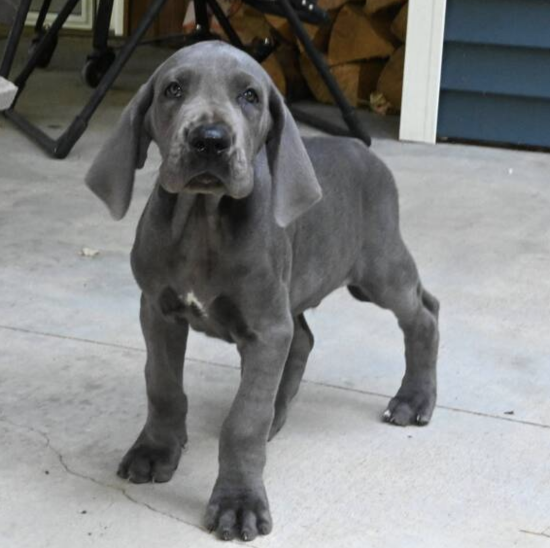 comprar cachorros sanos, baratos y asequibles para la venta